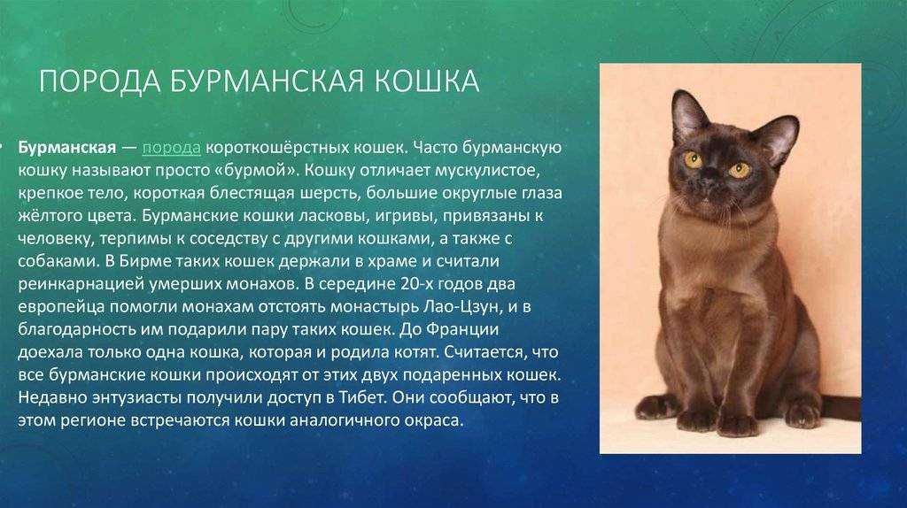 Отличительные черты характера тонкости разведения уникальные особенности внешности и другие нюансы кошачьей породы бурма