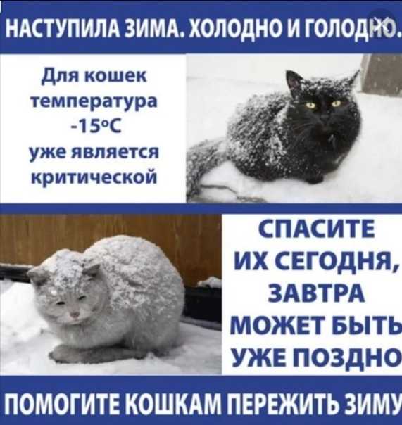 Мерзнут ли кошки зимой? | ваши питомцы