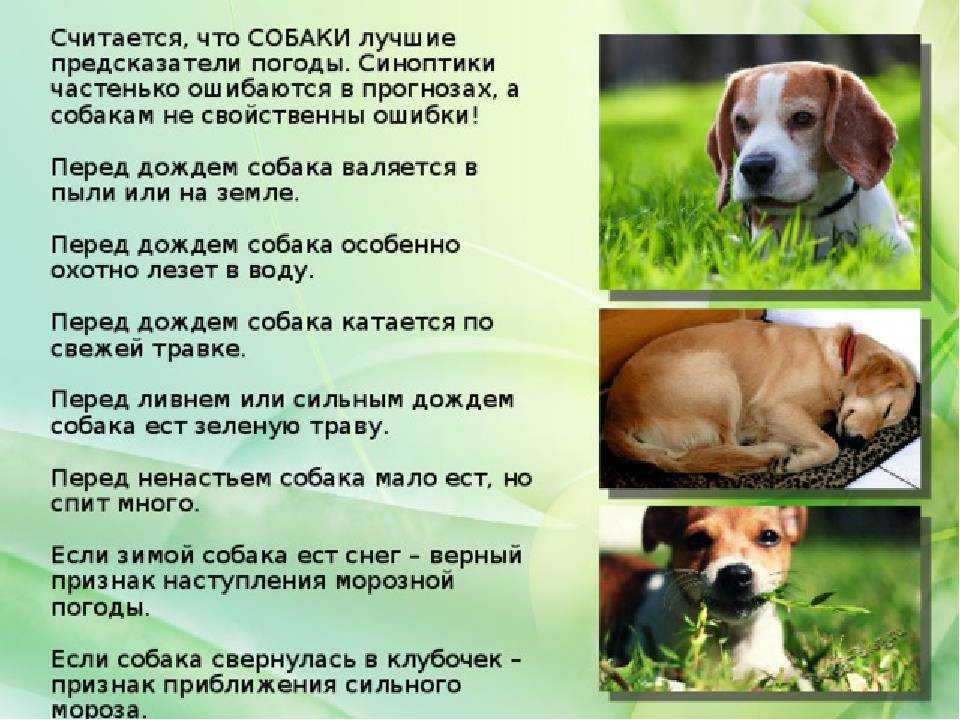 Как приучить собаку оставаться одной в квартире и не выть