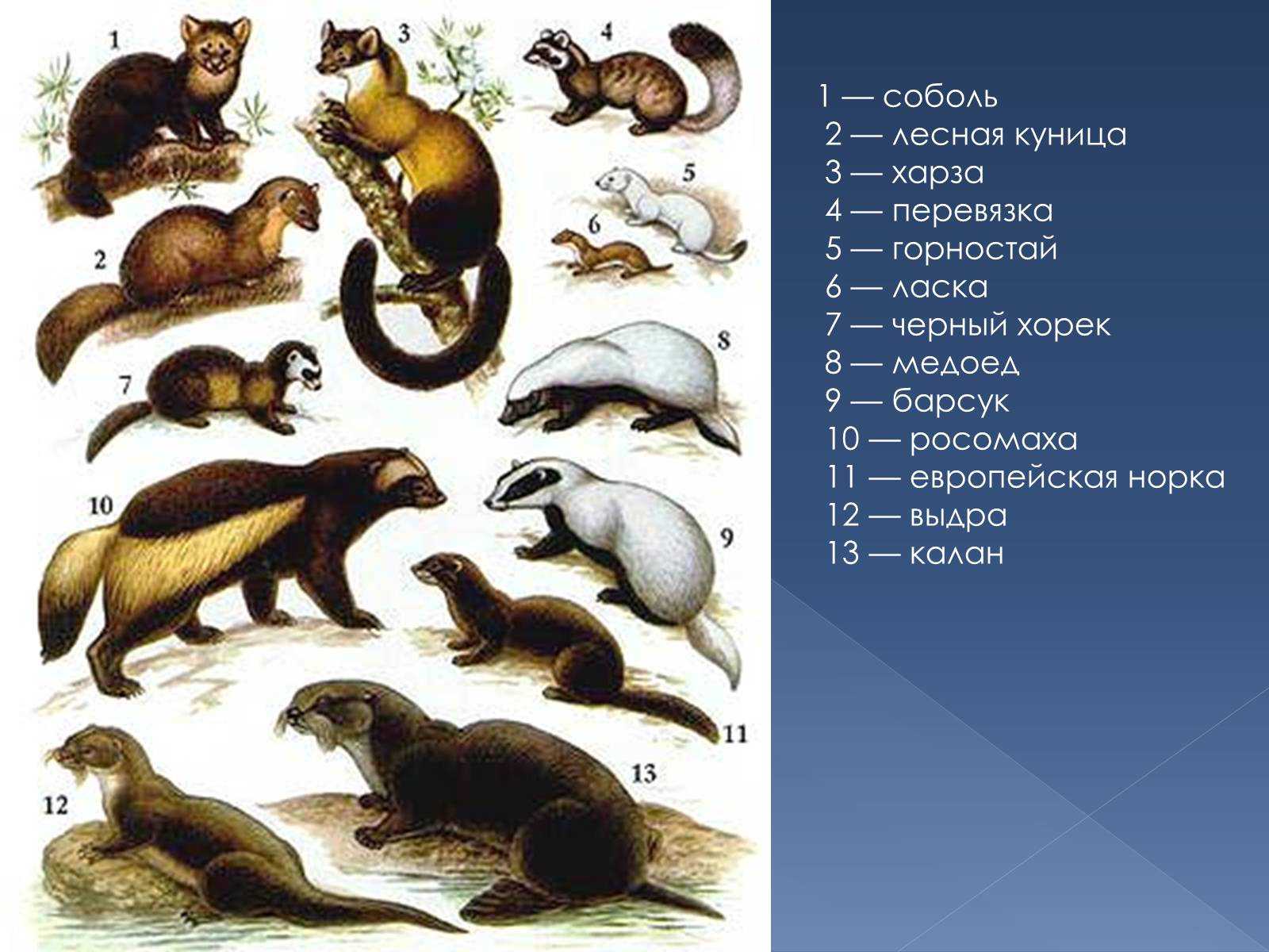 Чем болеют хорьки?