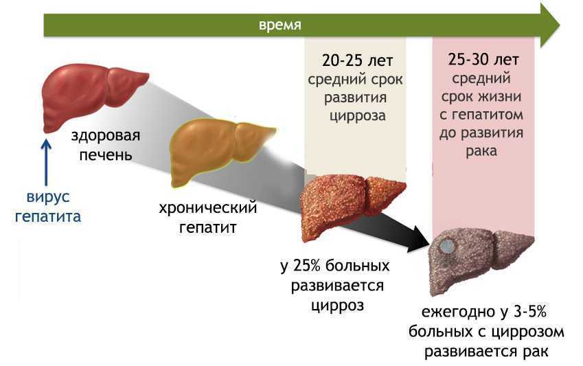 Инфекционный гепатит собак