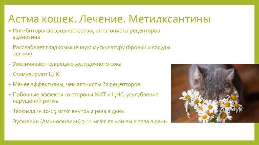 Астма у собак: симптомы, лечение