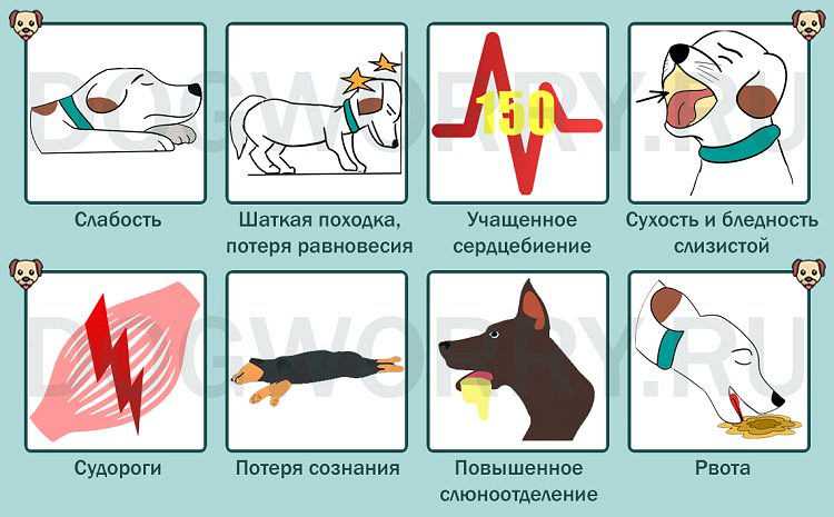 Температура у кошек. инструкция: как измерить температуру у кота