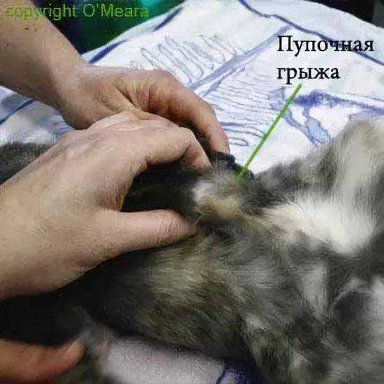 Ложная грыжа у собак