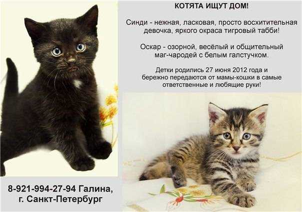 Как выбрать шотландского котенка правильно?