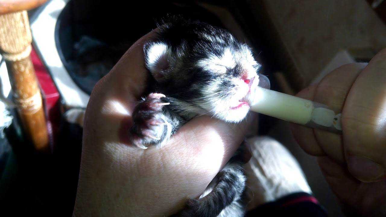 Чем кормить котят, если у кошки нет молока