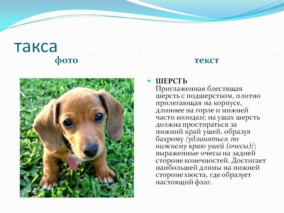 Такса  —  отважная крошка. описание породы собак