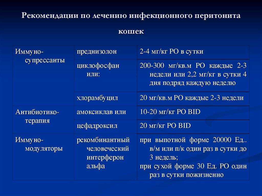 Почечная недостаточность у котов – как распознать недуг на ранней стадии по основным симптомам