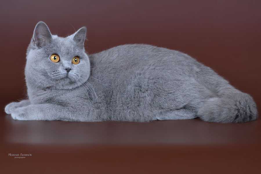 Британская короткошерстная кошка