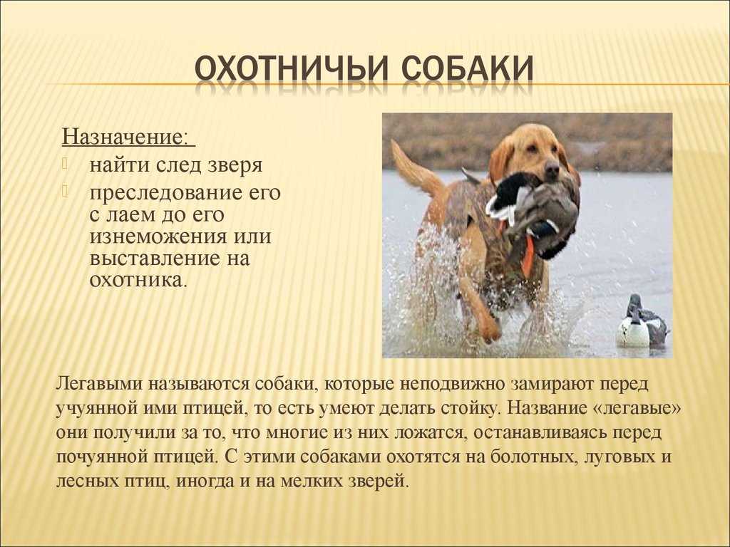Русская гончая собака — описание породы и характера