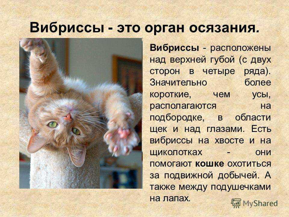 Варианты что случится с усами кота если их обрезать: отрастают ли они по новой