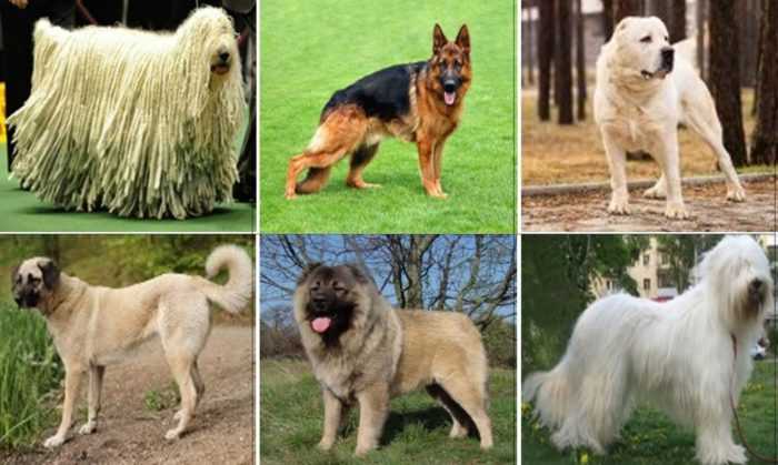 Виды овчарок с фото и названиями - animallist.ru
