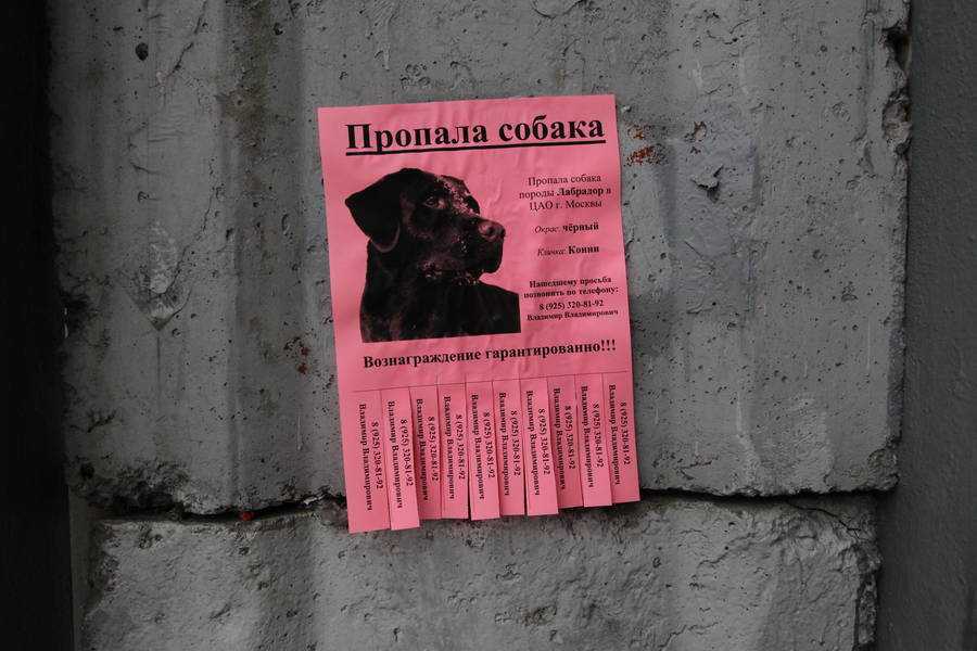Что делать если собака потерялась