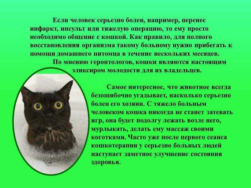 Инсульт у кошек - симптомы и лечение