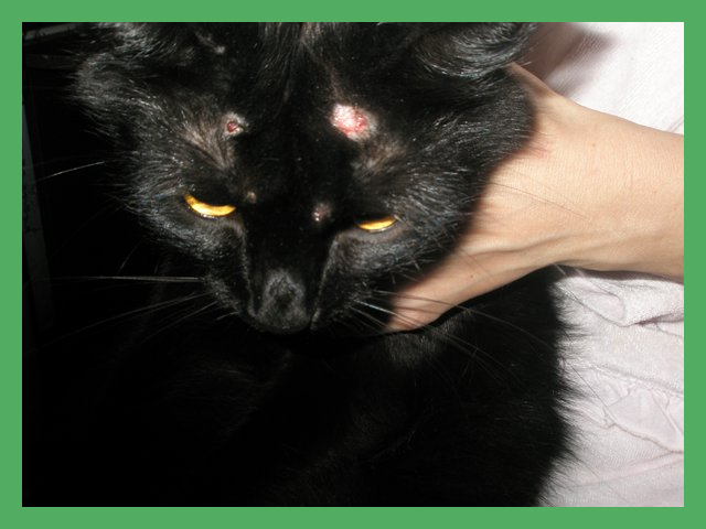 Подкожный клещ у кошек лечение в домашних условиях: симптомы