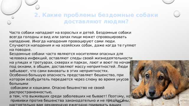 Как отучить кусаться щенка или взрослую собаку