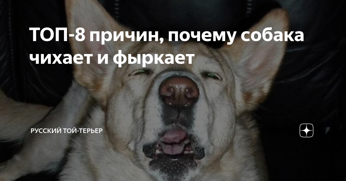 Собака чихает - симптомы, лечение, препараты, причины появления | наши лучшие друзья