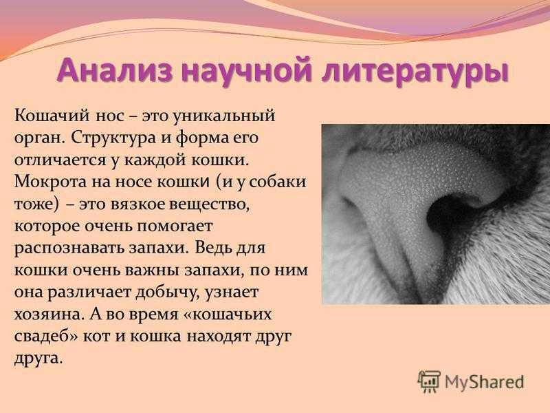 У кошки сухой нос