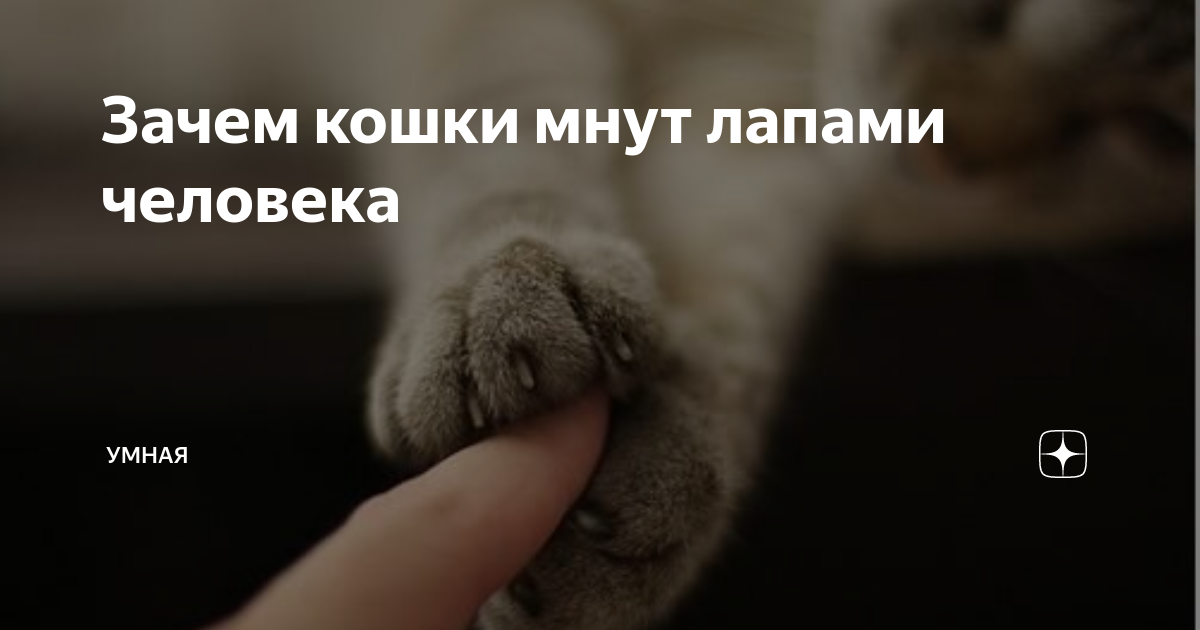 Кошачий «массаж». почему коты любят топтать лапками? | животные | школажизни.ру
