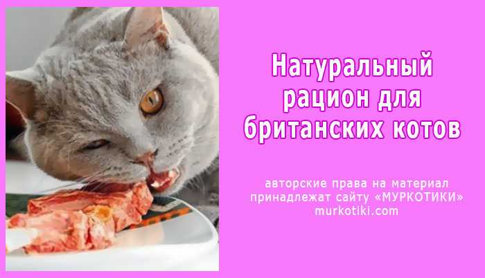 Чем кормить британскую кошку каждый день и какой вид питания выбрать?
