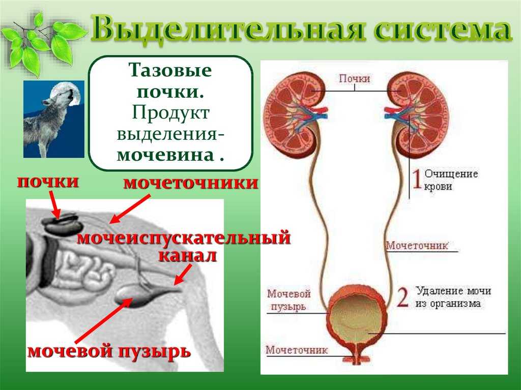 Строение и функции потовых желез у кошек: умеют ли коты потеть на самом деле