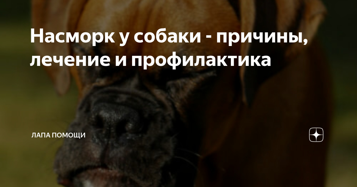 Сопли и насморк у собаки