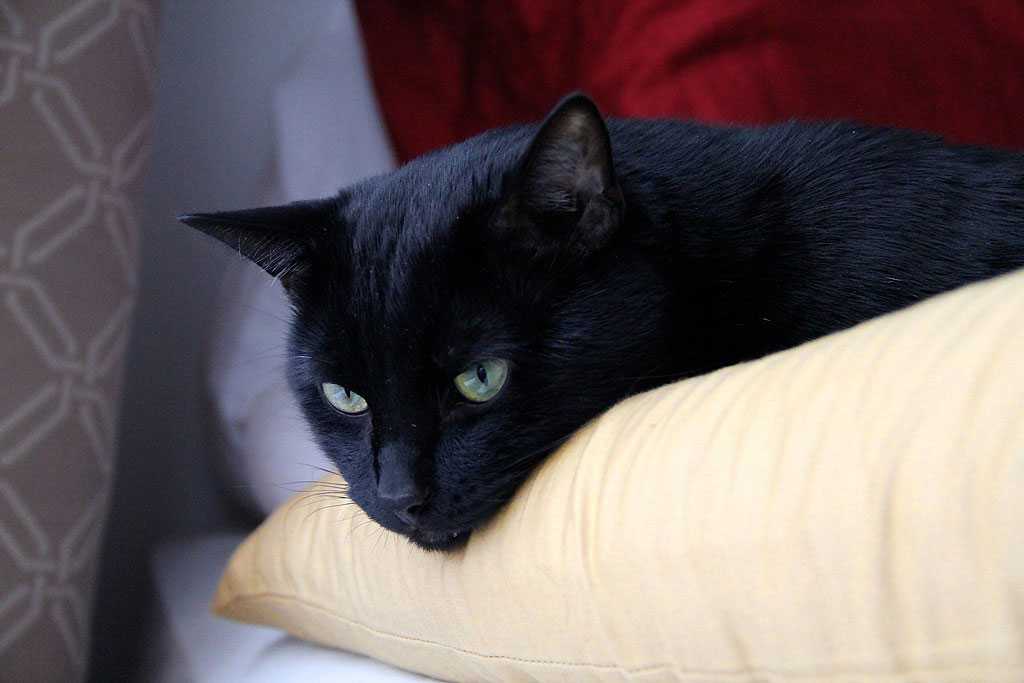 Черная британская кошка