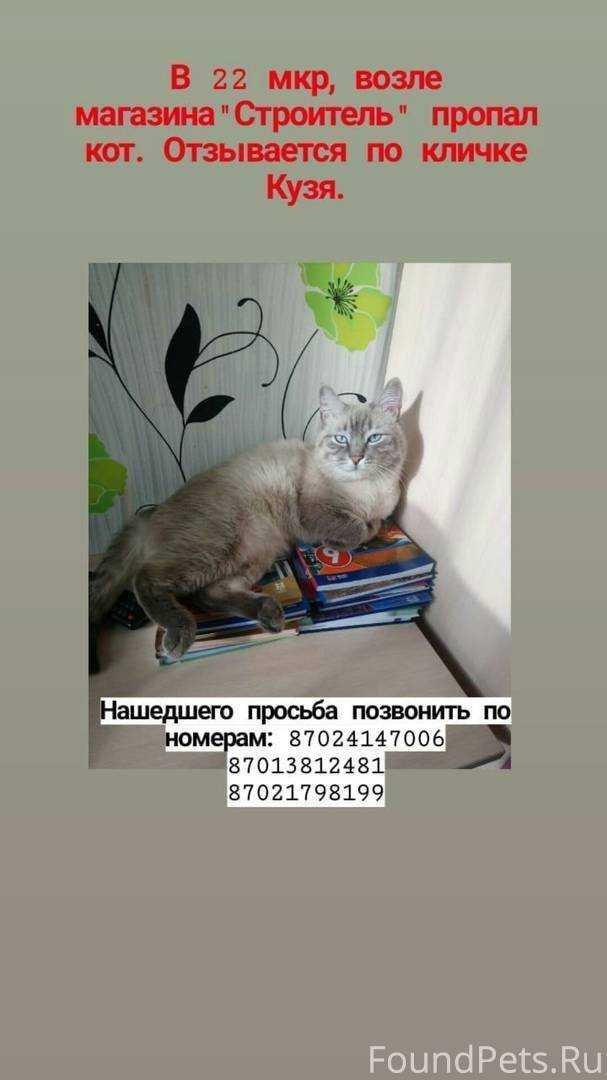 У кошки пропал голос - причины и что делать, варианты лечения в домашних условиях