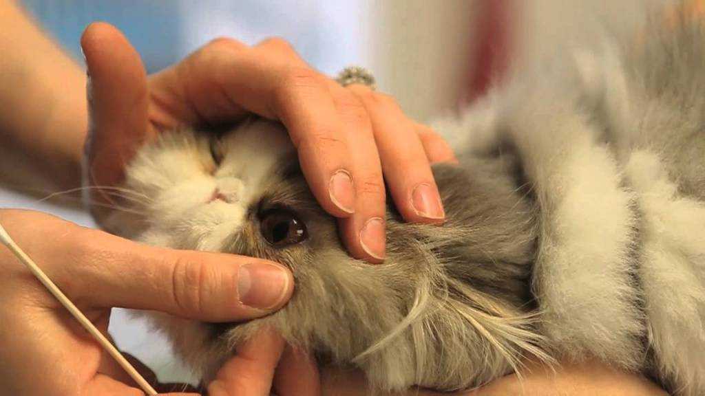 ᐉ у котенка гноятся глаза. чем лечить? - ➡ motildazoo.ru