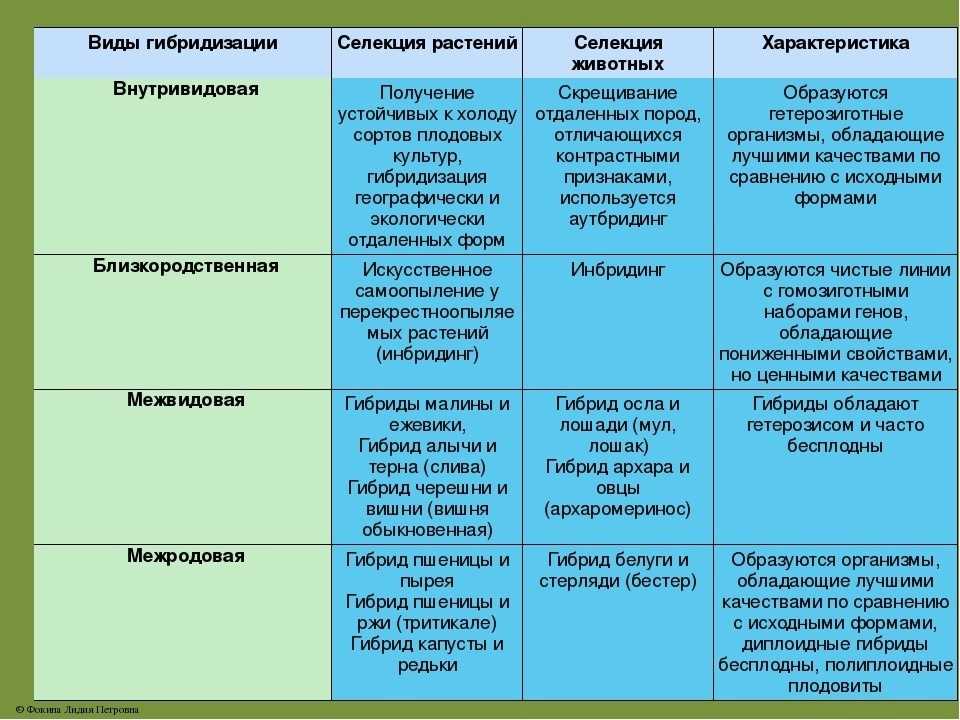 Метис шотландской кошки
