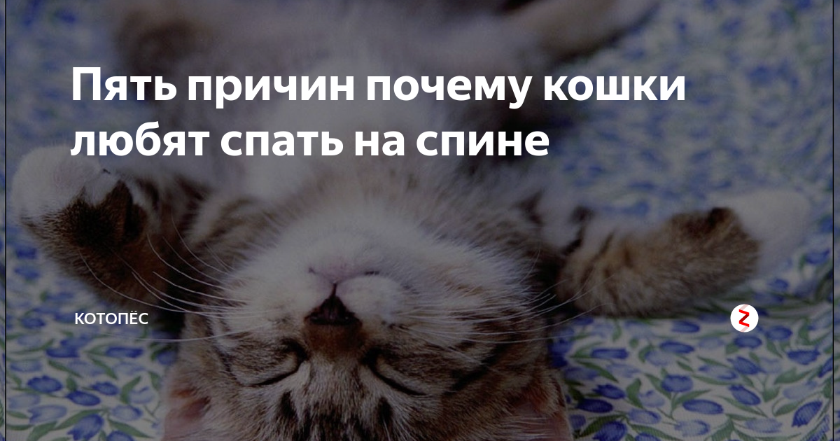Как показать коту свою привязанность: 11 шагов