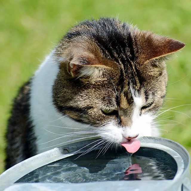 Кошка не пьет воду.