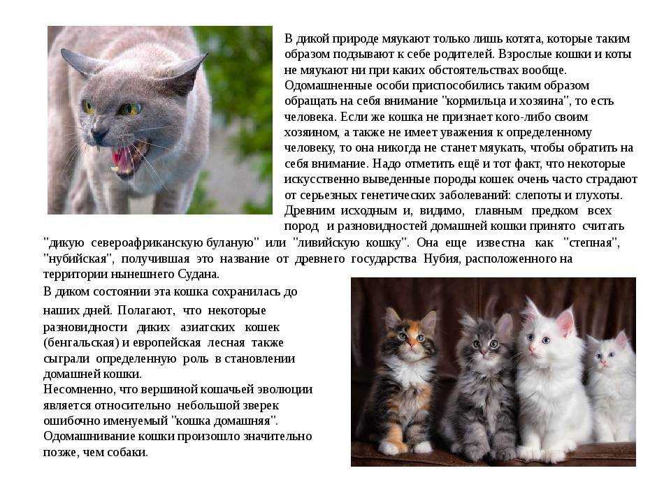 Новый котенок постоянно мяукает