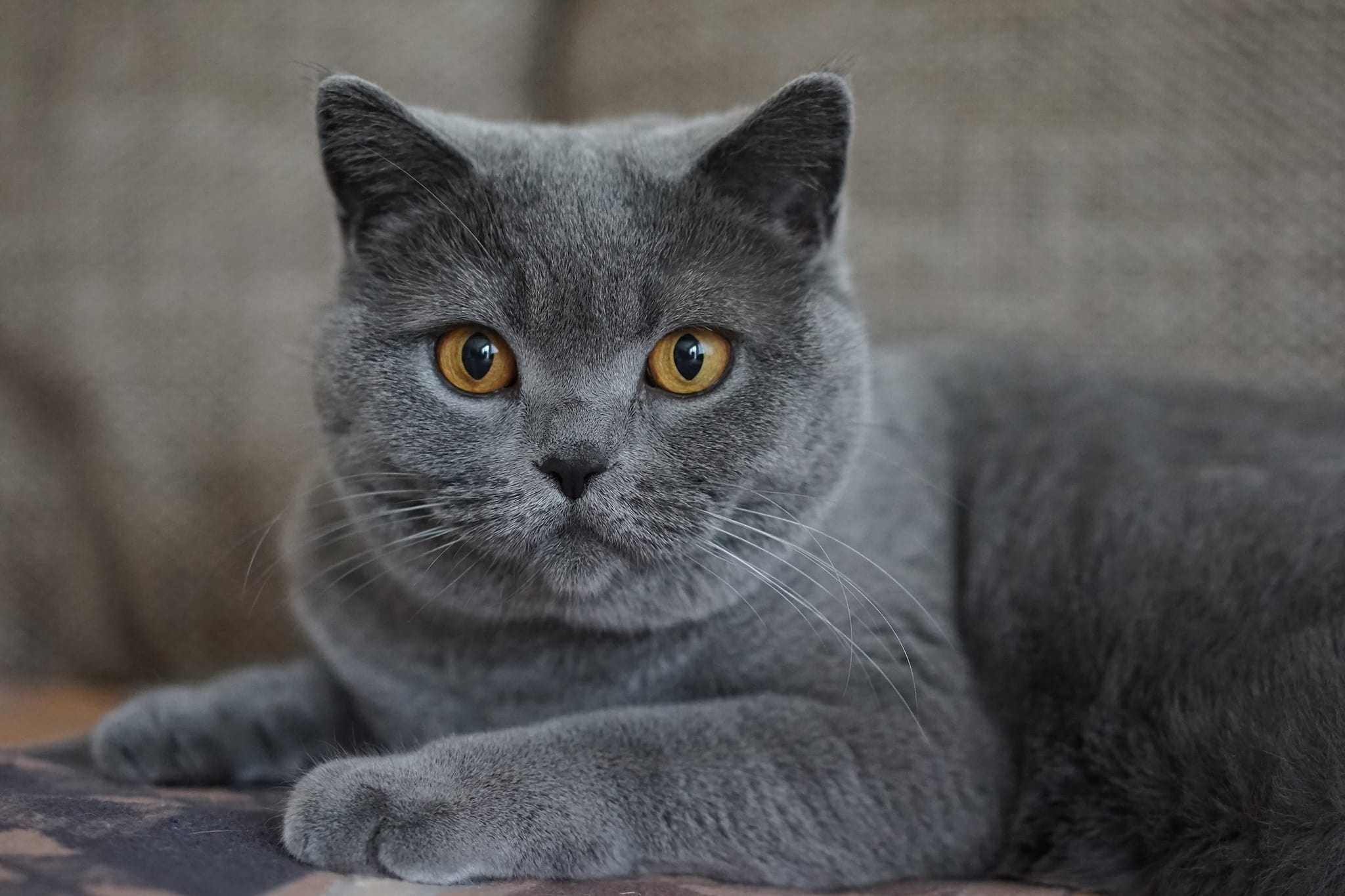 Что означает сон про серую кошку — 37 толкований по разным сонникам