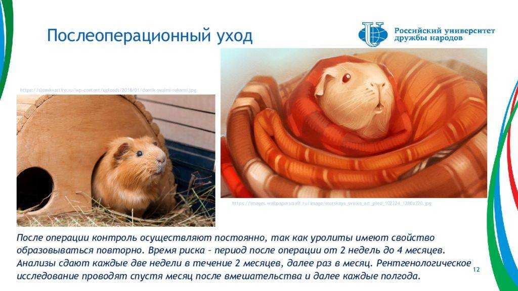 Как ухаживать за больной морской свинкой: 13 шагов