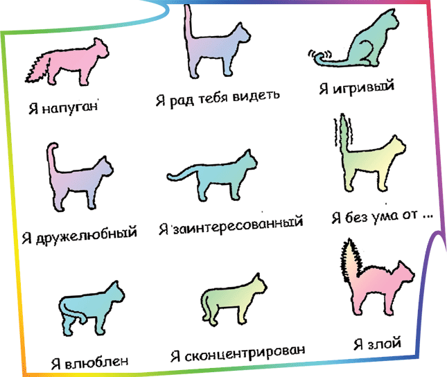 Как определить породу кошки: советы и фотопримеры