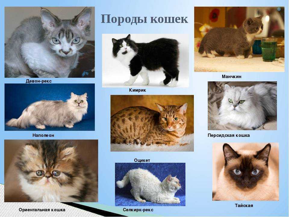 Коты, которые стали богатыми и знаменитыми благодаря интернету