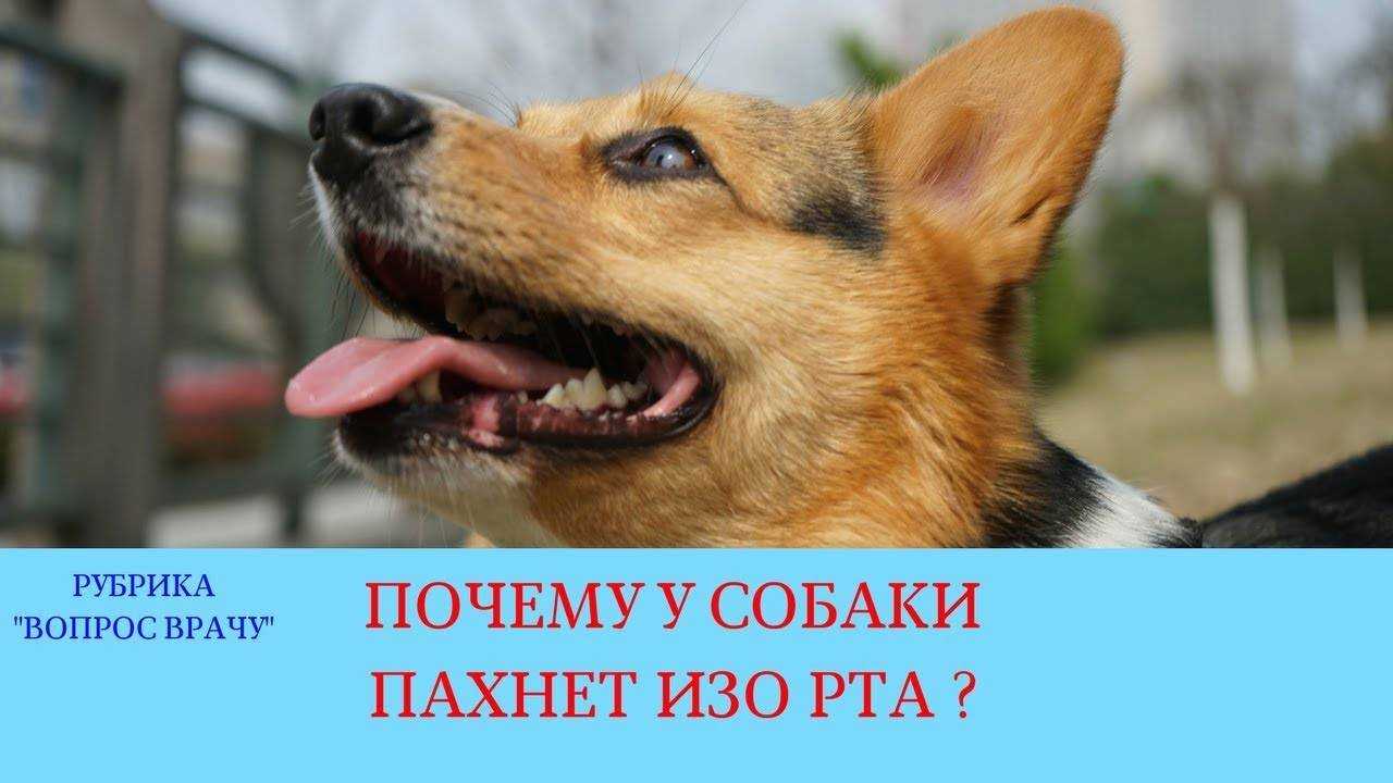 Неприятный запах изо рта собаки: почему воняет из пасти собаки