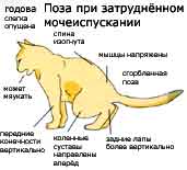 Почему у кота воняет моча, сильно пахнет аммиаком даже у кастрированного, почему пахнет от кота мочой