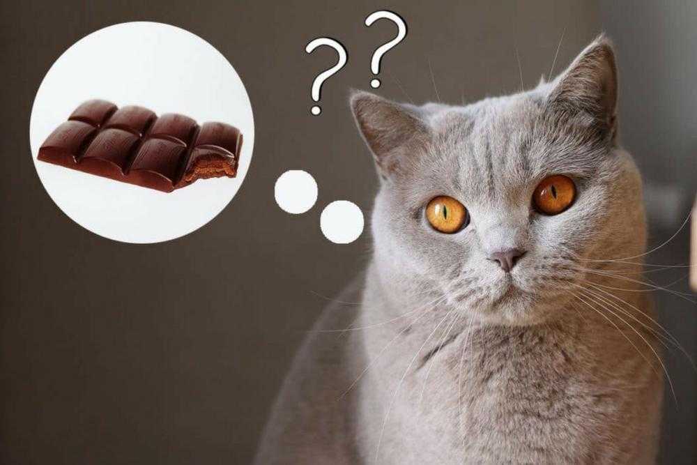 Что кошки любят больше всего: 9 любимых занятий кота