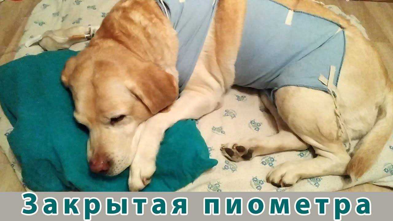Пиометра у кошек симптомы и лечение - признаки пиометры у кошки операция в клинике зоостатус