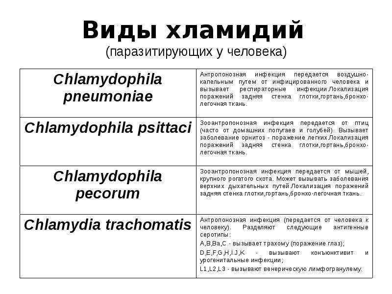 Хламидиоз у кошек