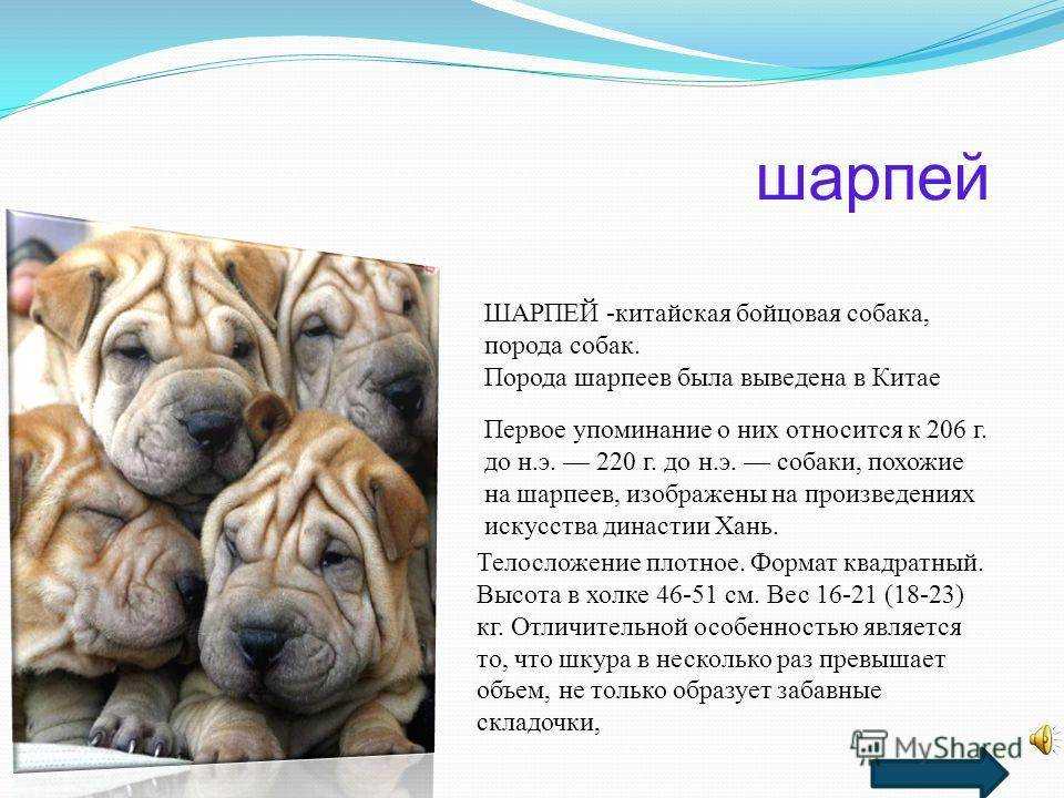 Шарпей: особенности породы и правильный уход | блог ветклиники "беланта"