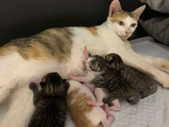 Сколько котят рожает кошка в первый раз?