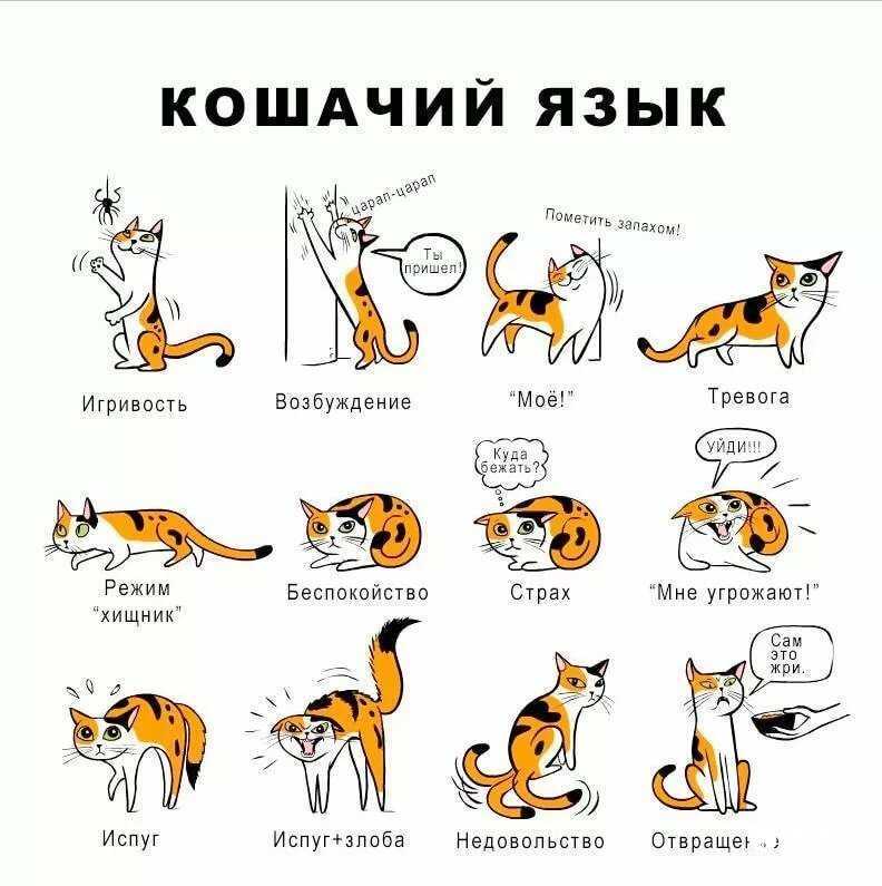 Зачем коту хвост? ответ не так-то прост… - кот, пёс и я
