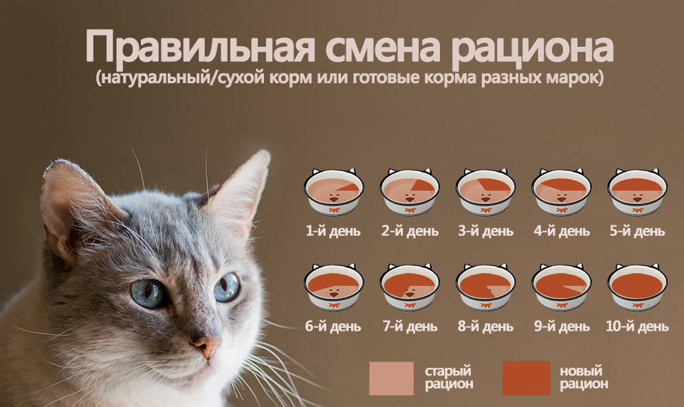 Как и чем кормить абиссинского котенка: меню по возрастам