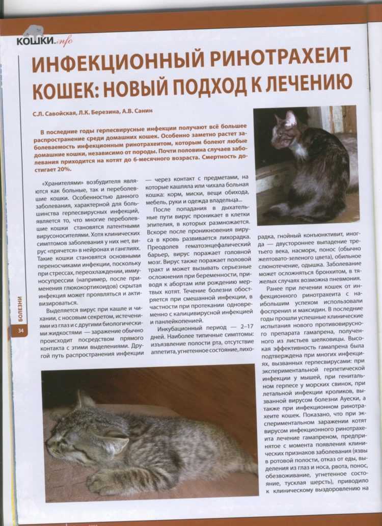 Распространенные болезни кошек с фото: симптомы и лечение, последствия и профилактика, заболевания котят и пожилых особей