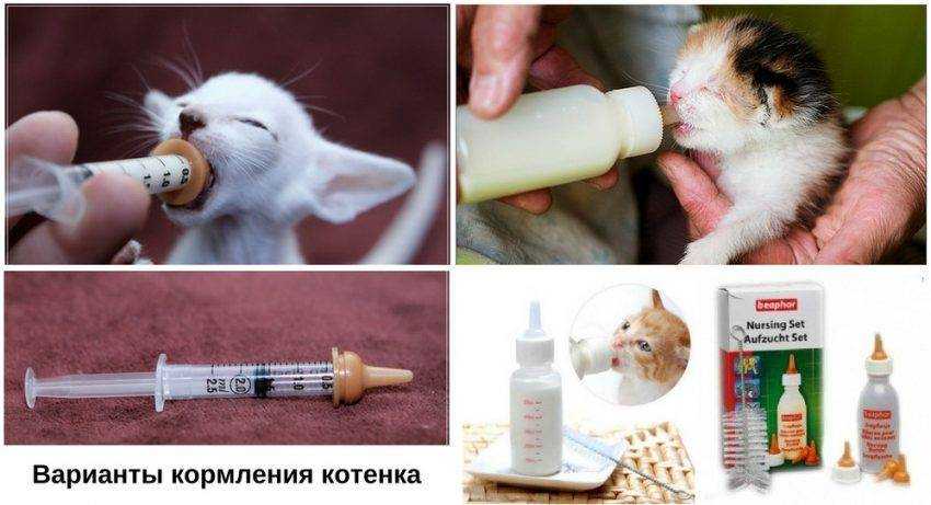 Чем и как выкормить новорожденного котенка до 1 месяца без кошки?