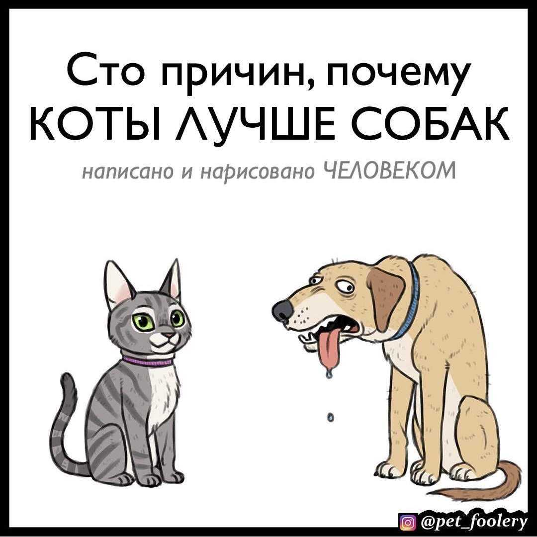 Зачем китайцы нюхают котов: чем опасно и как это правильно делать. интересные факты о кошках