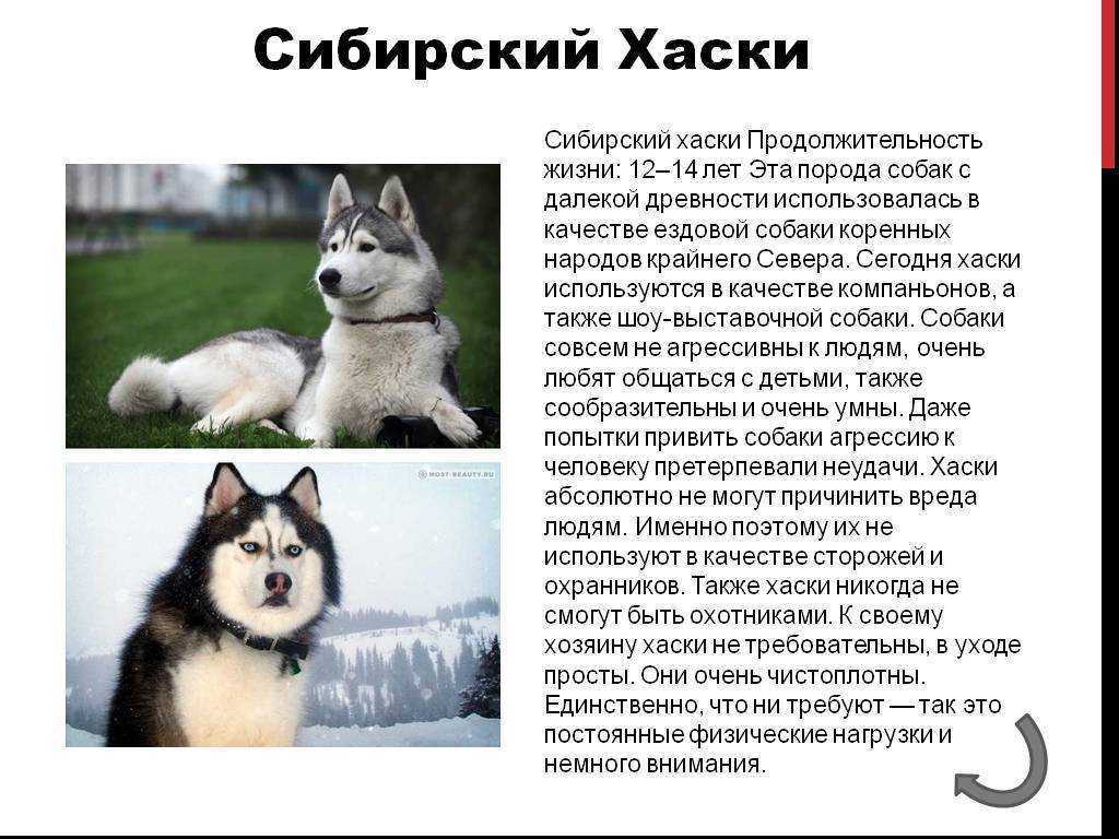 Сибирский хаски  — любимец публики